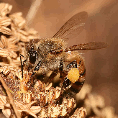 APIS MELLIFICA